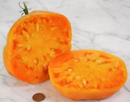 Kellogg's Breakfast Tomato Seedling — Florabella